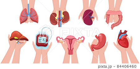 Set human hands holding donation organs and blood for transplantation. Charity, volunteer 84406460