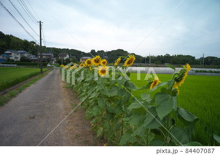 佐倉の風景 84407087