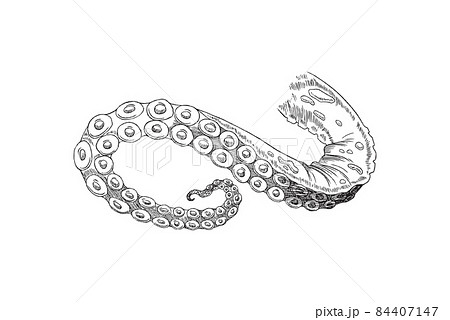Octopus tentacle, black and white hand drawn sketch isolated on white background. Vector illustration 84407147