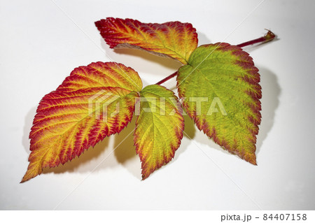 A twig with red and yellow raspberry leaves isolated on a white background on a white background. Autumn background A twig with red and yellow raspberry leaves isolated on a white background on a white background. Autumn background 84407158