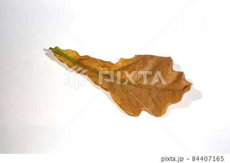 autumn oak leaf isolated on white background. autumn oak leaf isolated on white background. 84407165