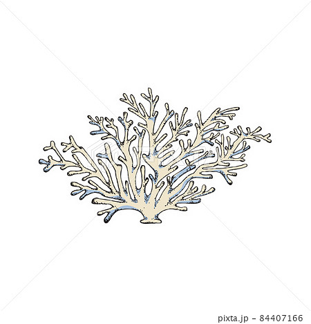 Tropical exotic ocean coral branch hand drawn vector illustration isolated. Tropical exotic ocean coral branch hand drawn vector illustration isolated. 84407166