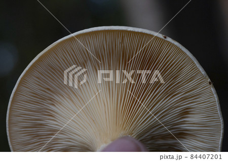 Closeup on gills underneath the cap of a hymenophore mushroom 84407201
