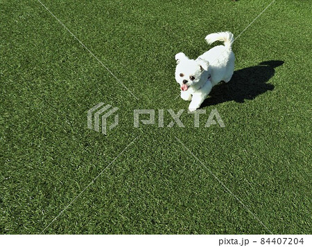 チワマル 犬 チワマル 犬 84407204