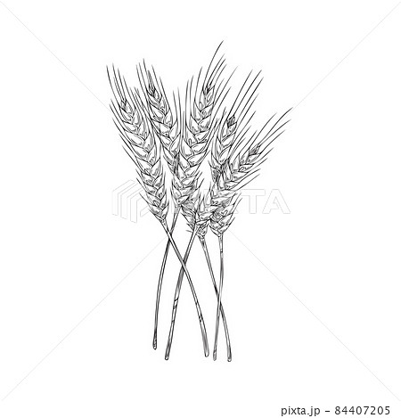 Sheaf of wheat plant, hand drawn etched engraving vector illustration isolated. 84407205