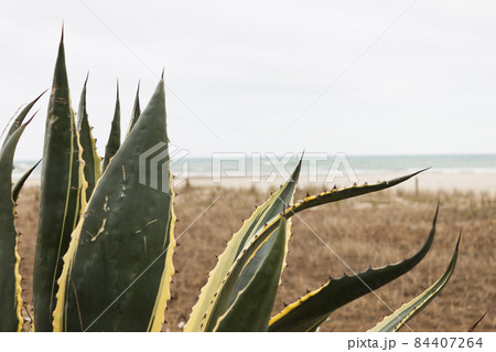 Agave Americana Marginata on the beach in the Mediterranean sea. Agave Americana Marginata on the beach in the Mediterranean sea. 84407264