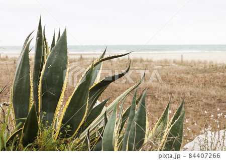 Agave Americana Marginata on the beach in the Mediterranean sea. 84407266