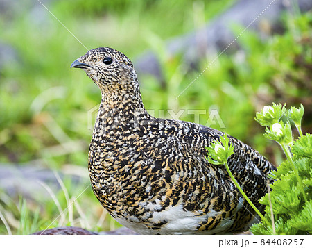 7月のライチョウ雌 84408257