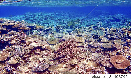 阿嘉島の珊瑚礁や海底の砂が綺麗な海の風景の写真素材 [84408792] - PIXTA