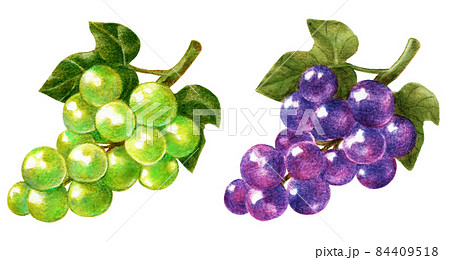 A Set Of 2 Colored Pencil Drawings Of A Bunch Stock Illustration