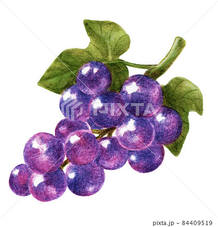 紫のブドウ一房の色鉛筆画イラストのイラスト素材