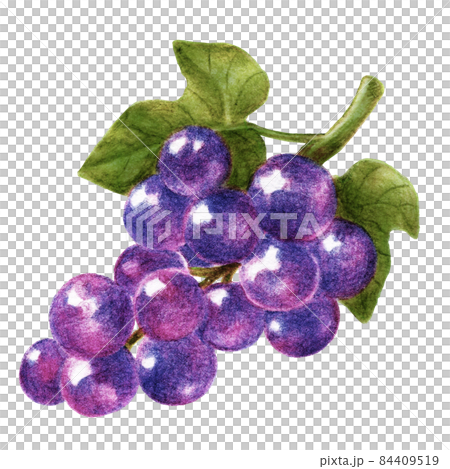 紫のブドウ一房の色鉛筆画イラスト 84409519