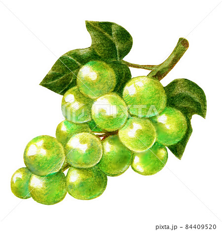 Grape Branch Pencil Drawing  Stock Illustration 45907676  PIXTA