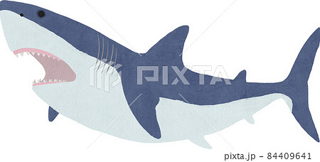 ホホジロザメのイラストのイラスト素材 [84409641] - PIXTA