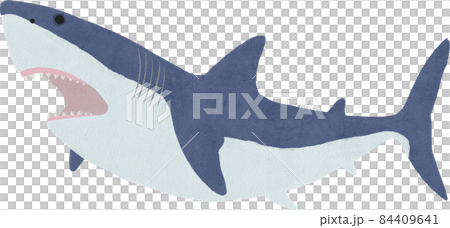 ホホジロザメのイラスト 84409641