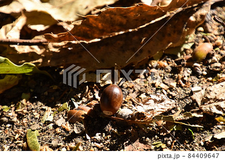 山田池公園 84409647