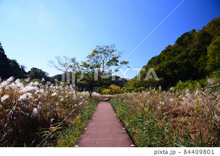 神奈川県三浦市・秋の小網代の森 84409801