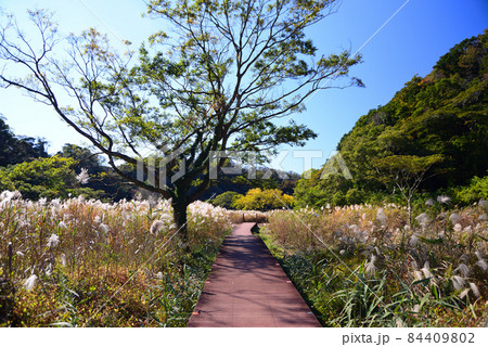 神奈川県三浦市・秋の小網代の森 84409802