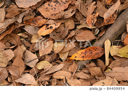 山田池公園 84409954