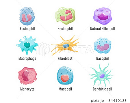 Cells lymphocyte. Immune system human anatomy,... - Stock Illustration  [84410183] - PIXTA