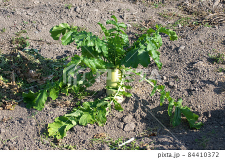 大根畑 84410372