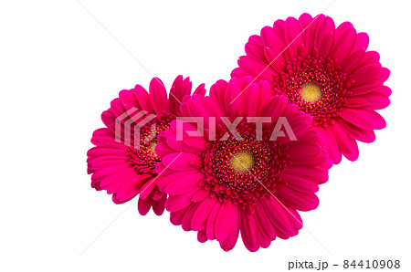 gerbera flowers isolated gerbera flowers isolated 84410908