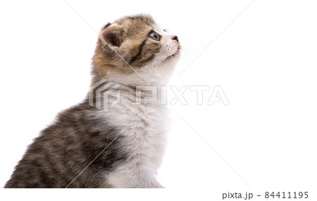 kitten isolated 84411195