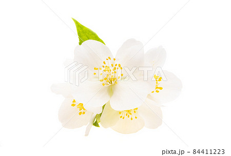 jasmine flowers isolated 84411223