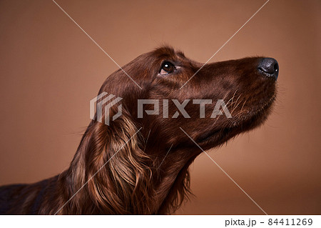 Beautiful Dog Portrait 84411269
