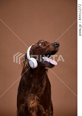 Dog Wearing Headphones 84411272