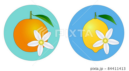 柑橘類の果物と花の円形アイコン。オレンジとレモンのセット。 柑橘類の果物と花の円形アイコン。オレンジとレモンのセット。 84411413