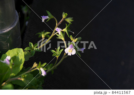 トキワハゼ トキワハゼ 84411567