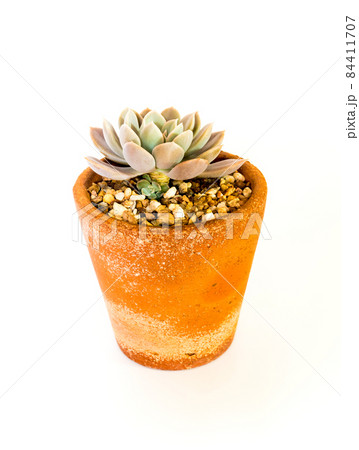 Succulent plant close-up Echeveria Orion in the earthen pot 84411707