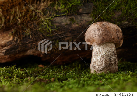 Brown cap boletus mushroom growing under snag Brown cap boletus mushroom growing under snag 84411858