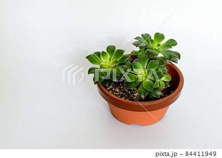 多肉植物　アオエニウム　鉢植え 84411949