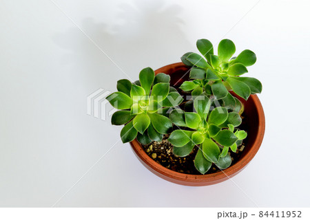 多肉植物　アオエニウム　鉢植え 84411952