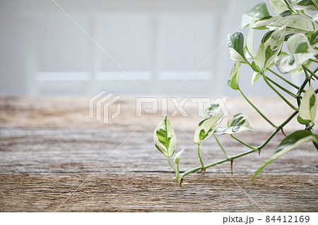 Epipremnum aureum Pearls and Jade Pothos on wooden table Epipremnum aureum Pearls and Jade Pothos on wooden table 84412169