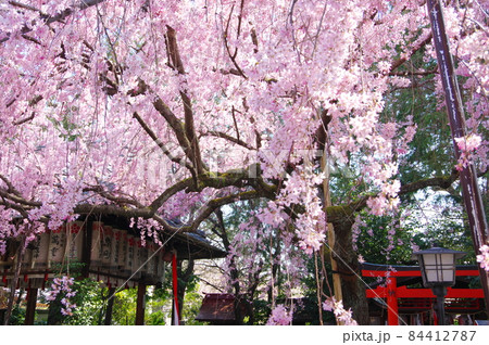 水火天満宮の枝垂れ桜（京都市上京区） 84412787