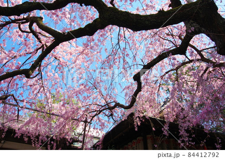 水火天満宮の枝垂れ桜(京都市上京区) 水火天満宮の枝垂れ桜(京都市上京区) 84412792