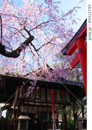 水火天満宮の枝垂れ桜(京都市上京区) 水火天満宮の枝垂れ桜(京都市上京区) 84412794