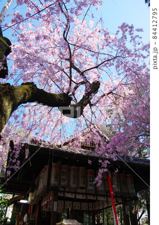 水火天満宮の枝垂れ桜（京都市上京区） 84412795
