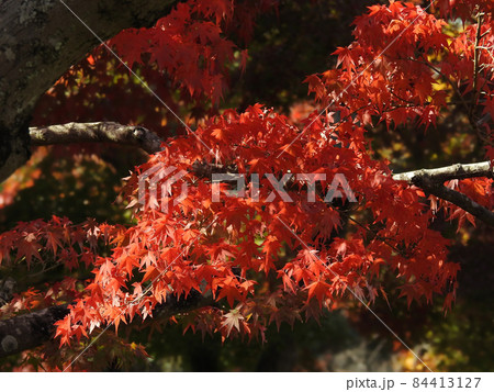 紅葉笠 84413127