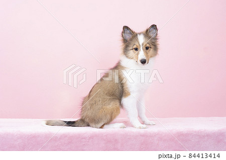 お座りしたシェルティの子犬の写真素材 [84413414] - PIXTA