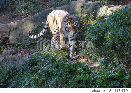 多摩動物公園 アムールトラ 多摩動物公園 アムールトラ 84413459