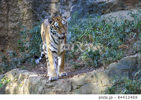 多摩動物公園 アムールトラ 多摩動物公園 アムールトラ 84413469