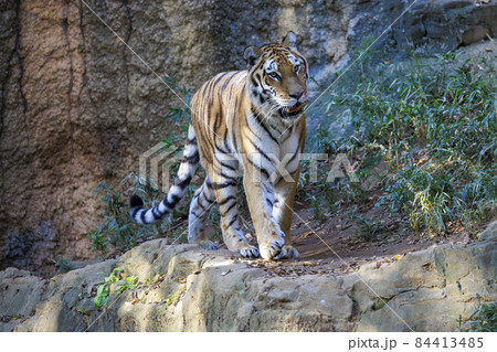 多摩動物公園 アムールトラ 多摩動物公園 アムールトラ 84413485