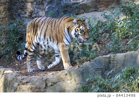 多摩動物公園 アムールトラ 84413498