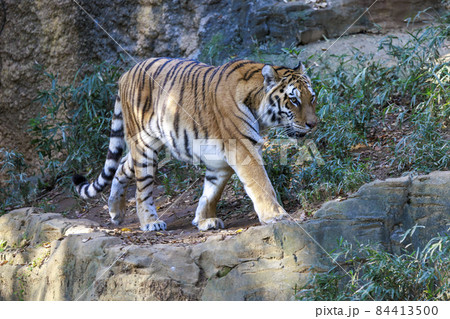 多摩動物公園 アムールトラ 多摩動物公園 アムールトラ 84413500