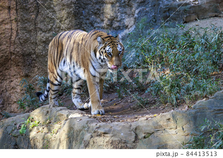 多摩動物公園 アムールトラ 84413513