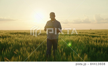 farmer with tablet working in field with green wheat, growing cereal crops on farm, agriculture, business agronomist in rural land, soil planted with rye, young ears of wheat harvest, seed production 84413608